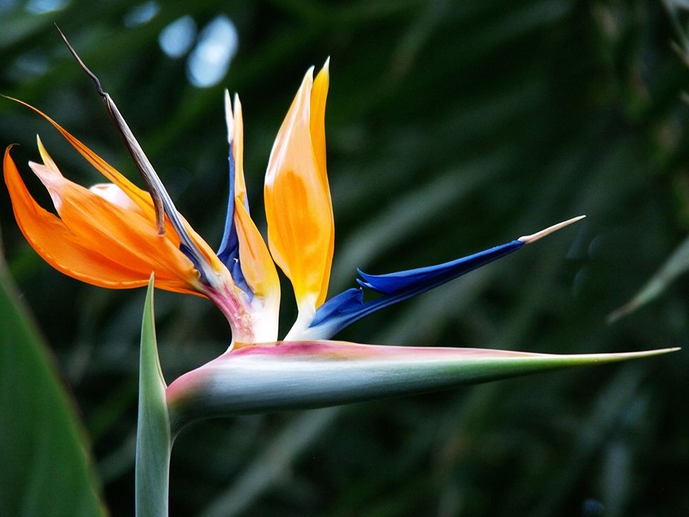 Bird Of Paradise Bloom